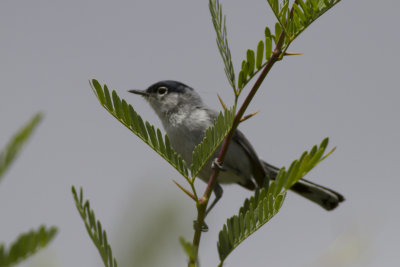 Black-Tailed Gnatcatcher