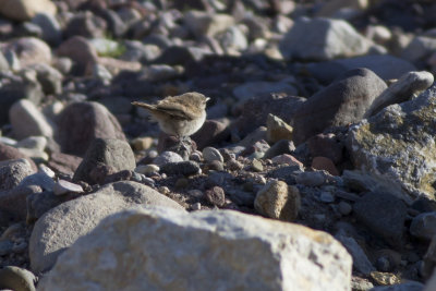Rock Wren