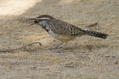 Cactus Wren