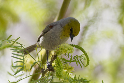 Verdin