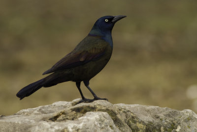 Common Grackle