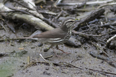 Northern Waterthrush