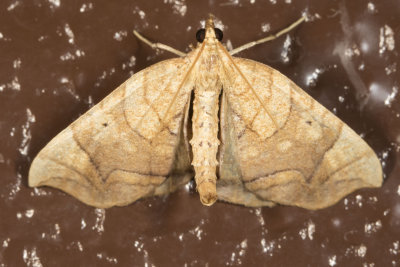 Grapevine Looper Moth