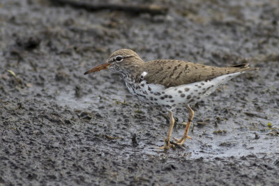 Spotted Sandpiper