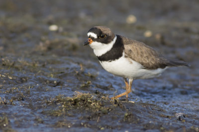 Semipalmated Plover