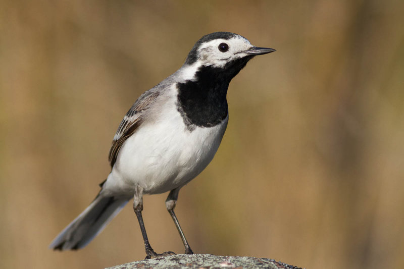 Pied Wagtail / Sdesrla