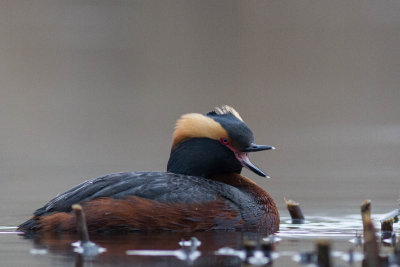 Slavonian Grebe / Svarthakedopping