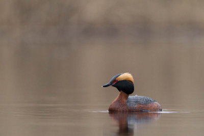 Slavonian Grebe / Svarthakedopping