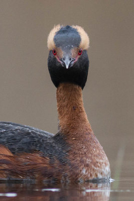 Slavonian Grebe / Svarthakedopping