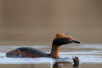 Slavonian Grebe / Svarthakedopping