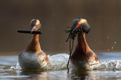 Slavonian Grebe / Svarthakedopping