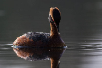 Slavonian Grebe / Svarthakedopping