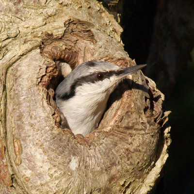 Nuthatch / Ntvecka
