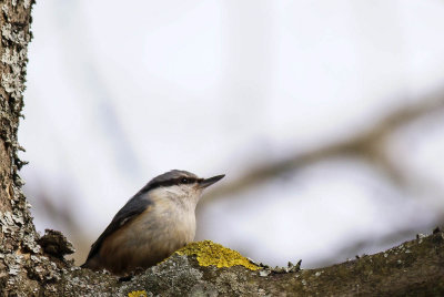 Nuthatch / Ntvecka