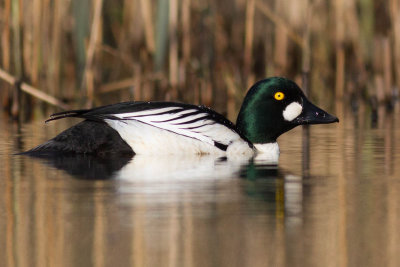 Goldeneye / Knipa