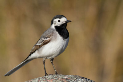 Pied Wagtail / Sdesrla