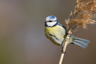 Blue Tit / Blmes