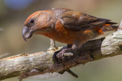 Parrot Crossbill / Strre korsnbb