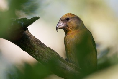 Parrot Crossbill / Strre korsnbb