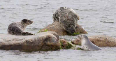 Grey Seal / Grsl