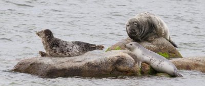 Grey Seal / Grsl