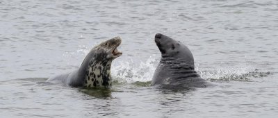 Grey Seal / Grsl