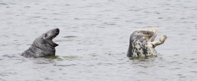 Grey Seal / Grsl