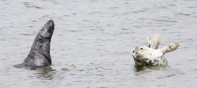 Grey Seal / Grsl