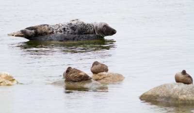 Grey Seal / Grsl