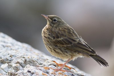 Rock Pipit / Skrpiplrka