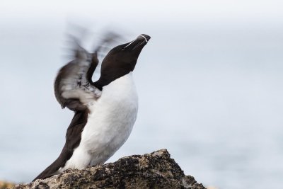 Razorbill (Tordmule)
