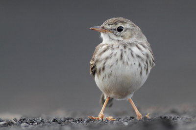 Berthelot's Pipit / Kanariepiplrka