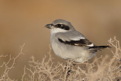 Great Grey Shrike / Varfgel