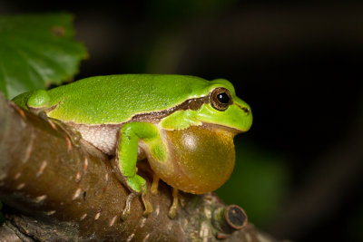 European tree frog / Lvgroda