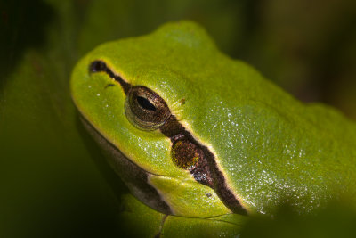 European tree frog / Lvgroda