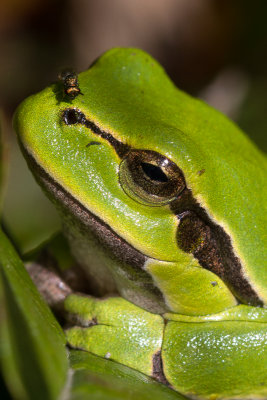 European tree frog / Lvgroda