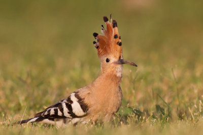 Hoopoe / Hrfgel