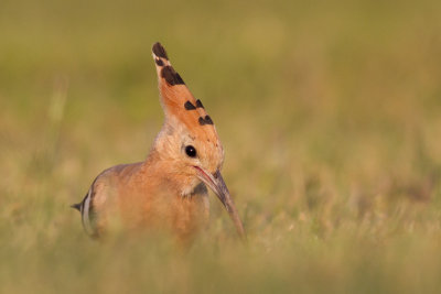 Hoopoe / Hrfgel