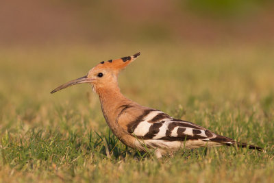 Hoopoe / Hrfgel