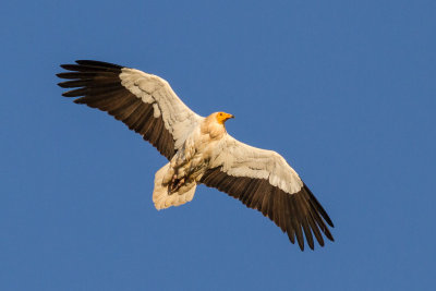 Egyptian Vulture / Smutsgam