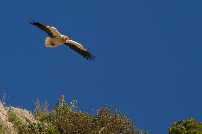 Egyptian Vulture / Smutsgam