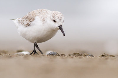 Sanderling / Sandlpare