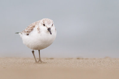 Sanderling / Sandlpare