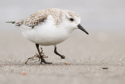 Sanderling / Sandlpare