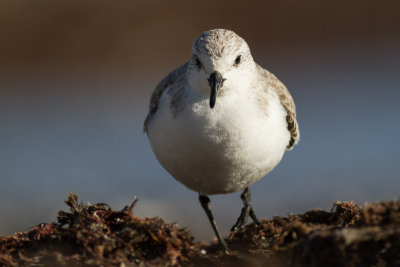 Sanderling / Sandlpare