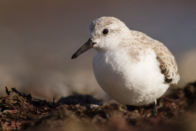 Sanderling / Sandlpare
