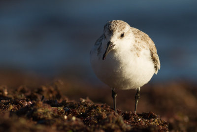 Sanderling / Sandlöpare