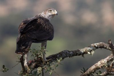 Bonelli's Eagle / Hkrn