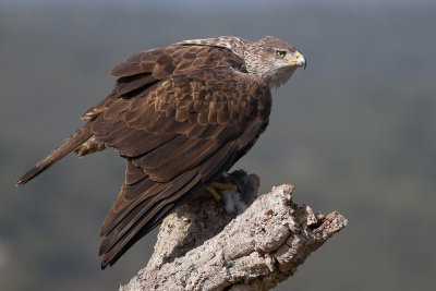 Bonelli's Eagle / Hkrn