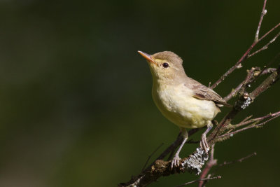 Icterine Warbler / Hrmsngare